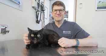 Lucky black cat plunged four floors after escaping through window - and lived to tell the tale
