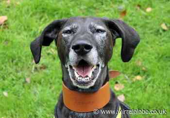 Wirral Globe dog of the week: 'Sweetie' Fudge needs a home