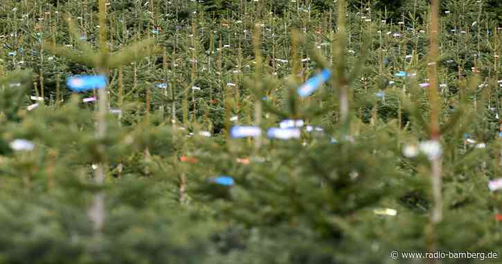 Wassermangel und Nährstoffarmut setzen Christbäumen zu