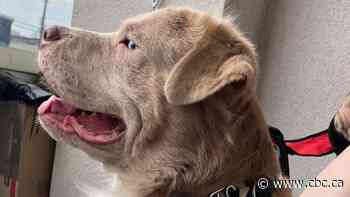 Dog deaths at downtown Hamilton apartment spur fears over canine parvovirus