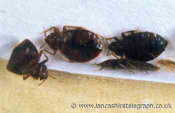 How to get rid of bed bugs? Experts reveal their tips