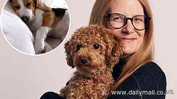 I'm a dog behavior expert - these six popular breeds are the trickiest to train... is YOURS on the list?