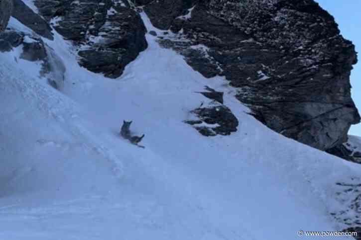 Thrill-Seeking Dog Catches Air Time On Ski Run