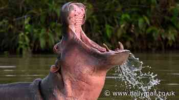 Scientists use AI to simulate EPIC battles between the most ferocious creatures in the animal kingdom - so, who would win between a hippo and a great white shark?