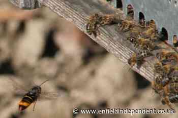 Threat of an Asian hornet invasion is real UK warned