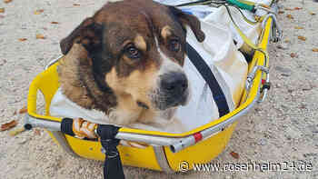 Einsatzkräfte retten über 50 Kilo schweren abgestürzten und verletzten Hund aus der Almbachklamm