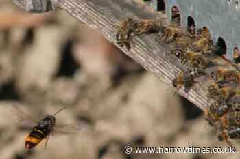 Threat of an Asian hornet invasion is real UK warned