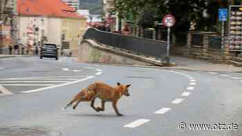 Reineke in Jena: Fuchs flitzt beim Westbahnhof entlang