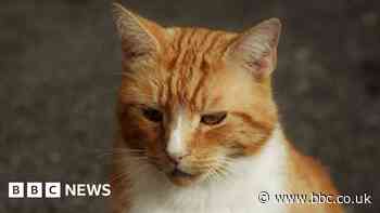 Bronze memorial to Garfield the Ely Sainsbury's cat
