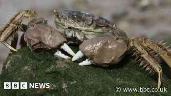 First UK trap set to tackle Chinese mitten crab invasion