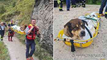 50-Kilo-Hund „Boea“ stürzt zehn Meter in die Tiefe – Rettungstrupp kommt sofort zur Hilfe