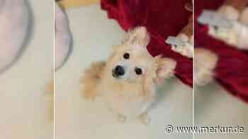 Aus Kostengründen abgegeben: Hund James sucht neues Zuhause – „Oftmals hat er noch Angst“