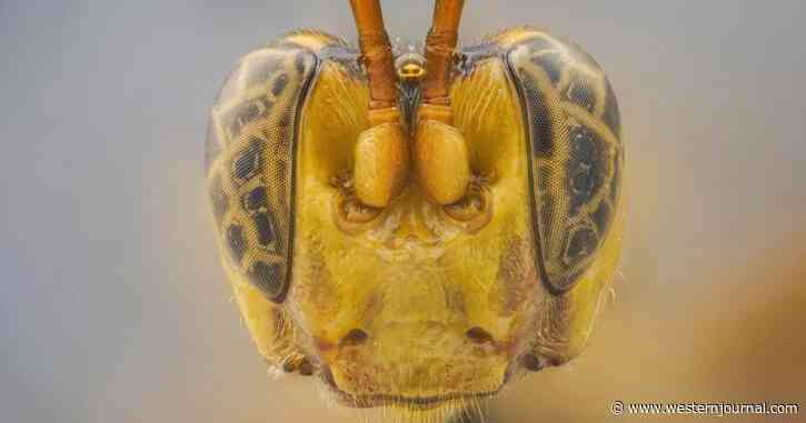 Giant-Headed Wasp Found in Amazon and Everything About It Is Terrifying