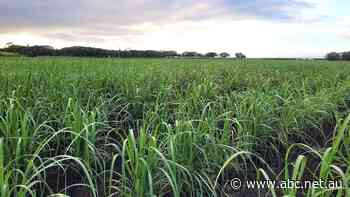 Sweet reward for sugar industry breakthrough helping to power renewable energy transition