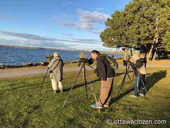 Migratory Bird Day: Fall migration brings hundreds of species to Ottawa shorelines