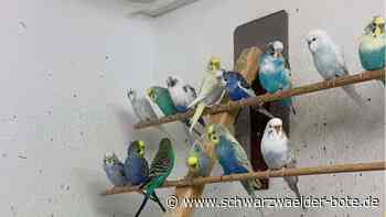 Lustige Gesellen: Züchter aus Simmersfeld gewöhnt Wellensittiche an die Hand