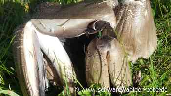 Achtung, Vergiftungsgefahr!: Warum sich diese Pilz-Art nicht mit Alkohol verträgt