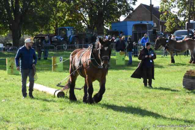 Brabantse trekpaarden blijven massa bekoren