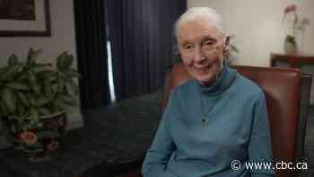 Jane Goodall says we need hope to fight climate change — and her hope lies with youth