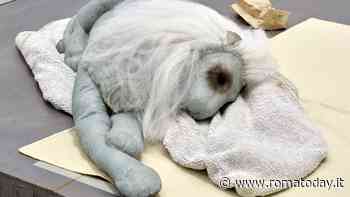 Liz Magor: The Rise and The Fall