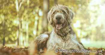 Vet issues urgent autumn warning to dog owners and dangers to watch out for