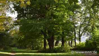 Rostocker Naturdenkmal fault: Wie die Stadt die Baumgruppe retten will