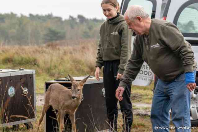 Wilde Dieren in Nood redt gewonde reejongen Elly en Olly en laat ze opgekikkerd weer vrij: “Wat een mooi moment!”