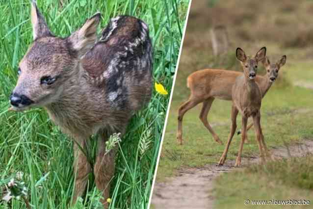 “Wat een mooi moment!”: Wilde Dieren in Nood redt gewonde reejongen Elly en Olly en laat ze opgekikkerd weer vrij