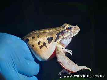 Chester Zoo conservationists warn rare frog species may go extinct