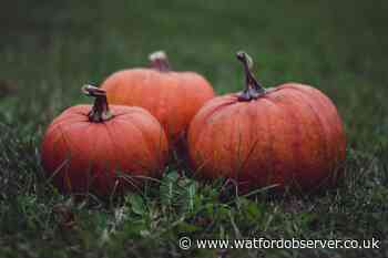 Hertfordshire pumpkin patches close to Watford for Halloween