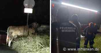 "Gilt als aggressiv": Feuerwehr warnte vor entlaufenem Bullen - nun lebt das Tier nicht mehr