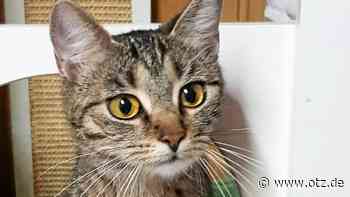 Pelzige Freundinnen aus dem Jenaer Tierheim suchen Zuhause