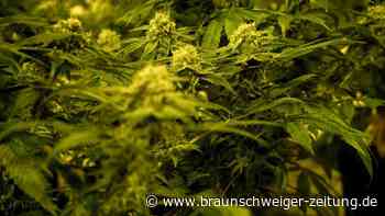 Freigabe von Cannabis – die Bedenken bleiben groß