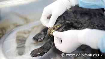 Ancient 'zombie' viruses frozen in permafrost for 50,000 years are thawing due to climate change - and could have 'disastrous' effects for humans