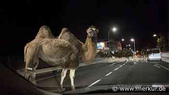 Autofahrer bei Salzburg staunen: Mitten auf der Straße stehen plötzlich Kamele