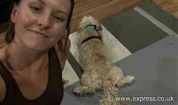 ‘I saved £10,000 while travelling to Australia for free by looking after pets!’