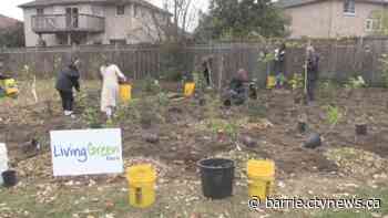 Tree planting initiative grows in Barrie