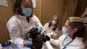 New vaccine expected to give endangered California condors protection against deadly bird flu