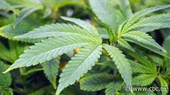 Court challenge to Manitoba's ban on homegrown, non-medical cannabis struck down by judge
