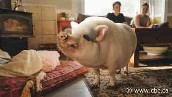 Meet the women raising critically endangered pig breeds at their homestead in rural Alberta