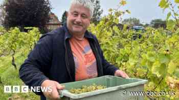 Wiltshire vineyards report 'bumper' harvest due to weather
