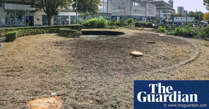 Plymouth to replace felled trees that helped bring down Tory council