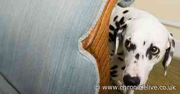 Dog expert details the breeds which don't like being left home alone and what you can do