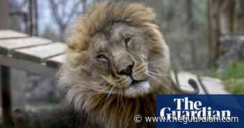 Did you solve it? Are you a lion of logic?