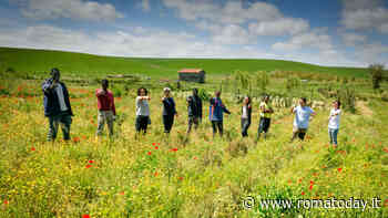 Una domenica con le api