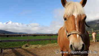 Nach Tod von Pferd bei Tuntenhausener Stall: Urteil über Schadenersatz gefallen