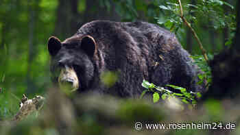 Bärensichtung in Siegsdorf: „Gerannt wie noch nie in seinem Leben“
