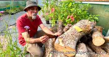 'Newton's gold': ink created from clone of Sir Isaac Newton's apple tree