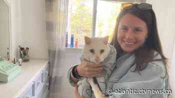 'You shouldn’t lose hope, but this is pretty crazy': N.B. woman reunites with cat missing for 5 years
