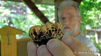 Umgekehrte Infektionswege: Eisenbergs Imker sorgen sich um ihre Bienen